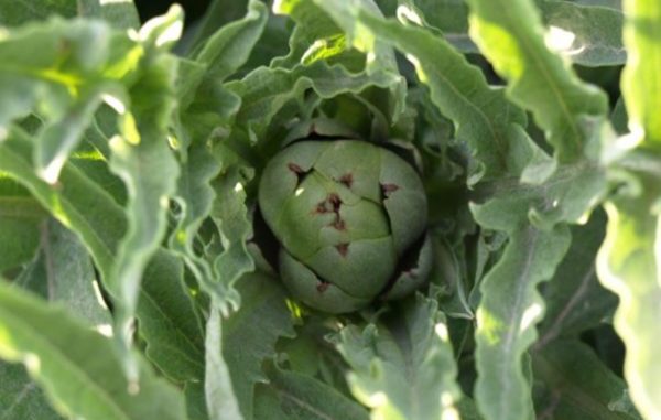 Theuringer – Artischocken aus dem Marchfeld