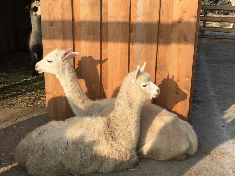 Alpakaerlebnis Marchfeldmühle