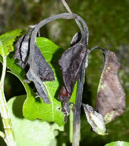 Triebinfektion Feuerbrand